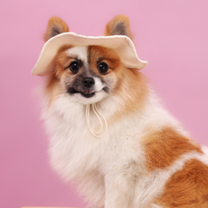 Pet Portrait
